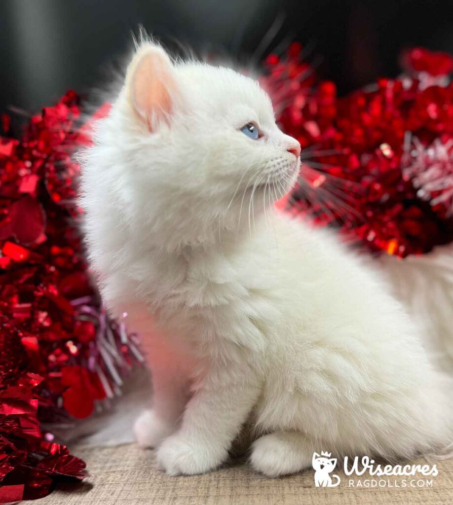 Cream Point Ragdoll Kitten For Sale