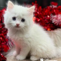 Cream Point Ragdoll Kitten For Sale