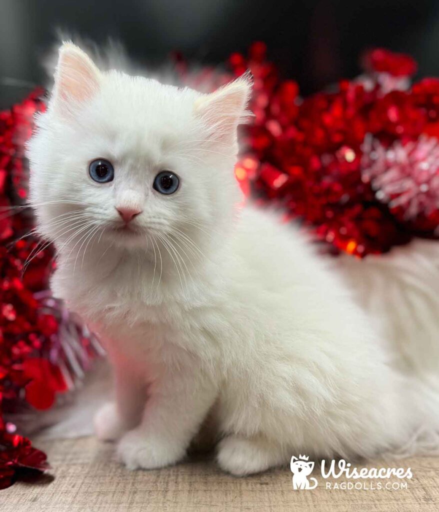 Cream Point Ragdoll Kitten For Sale