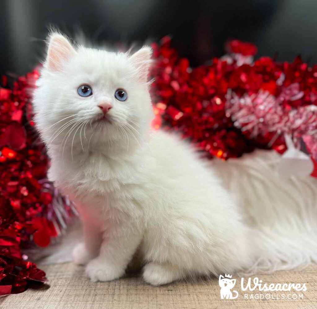 Cream Point Ragdoll Kitten For Sale