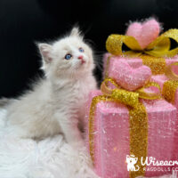 Blue Point Bicolor Ragdoll Kitten For Sale