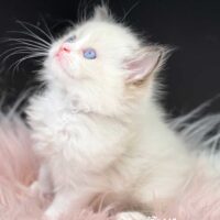 Seal Bicolor Ragdoll Kitten Hot Springs Arkansas