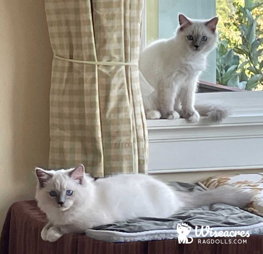 Blue Point Mitted Ragdoll Kittens East Fallowfield, Pennsylvania