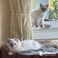 Blue Point Mitted Ragdoll Kittens East Fallowfield, Pennsylvania