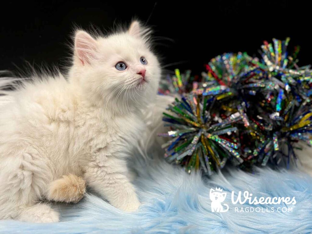 Cream Point Ragdoll Kitten For Sale