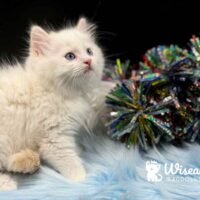 Cream Point Ragdoll Kitten For Sale