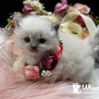 Blue Point Bicolor Ragdoll Kitten For Sale