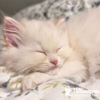 Peekskill, New York Cream Point Ragdoll Kitten