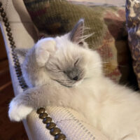 Blue Point Ragdoll Kitten in Little Rock, Arkansas