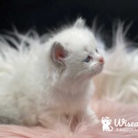 Seal Point Bicolor Ragdoll Mitted Kitten 