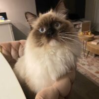 Seal Point Mitted Ragdoll Kitten in Little Rock, Arkansas