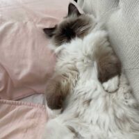 Chocolate Point Mitted Ragdoll Kitten Little Rock Arkansas