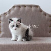 Seal Point Bicolor Ragdoll Kitten Delray Beach, Florida