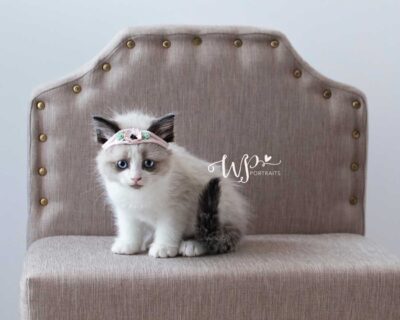 Seal Point Bicolor Ragdoll Kitten Delray Beach, Florida