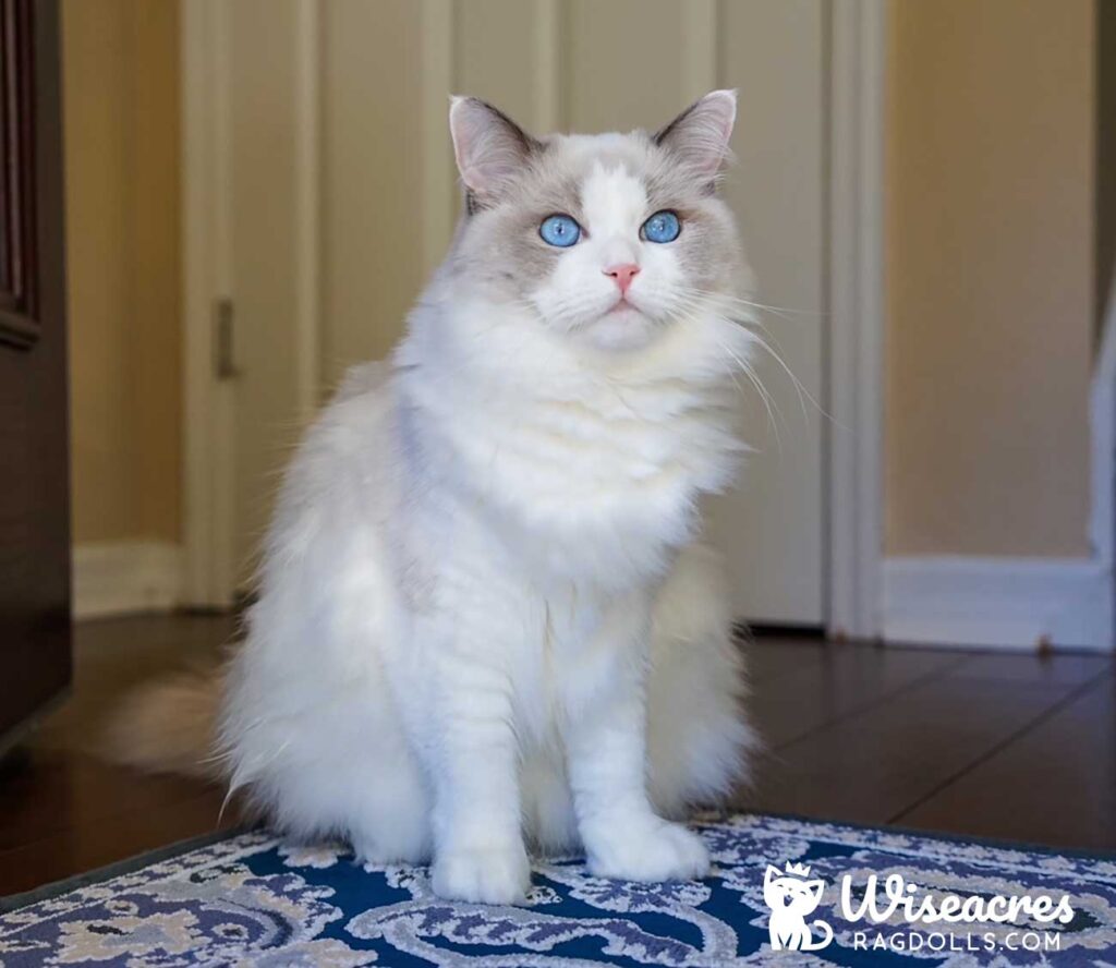 Blue Point Bicolor Ragdoll Kitten Winter Park, Florida