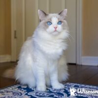 Blue Point Ragdoll Kitten Winter Park, Florida