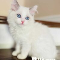 Blue Point Bicolor Ragdoll Kitten Miss Maisey