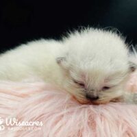 Female Seal Point Ragdoll Kitten