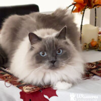 Astoria New York Seal Point Mitted Ragdoll Kitten