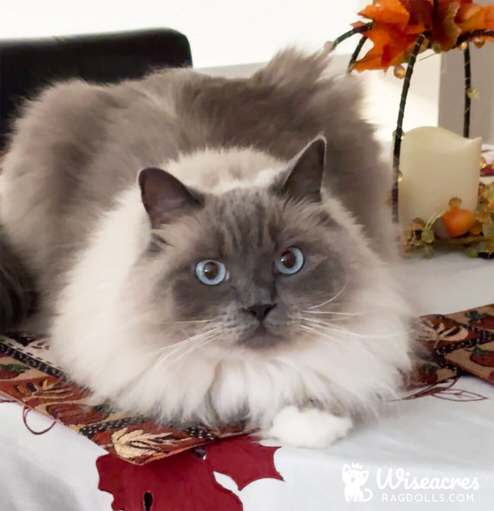 Astoria New York Seal Point Mitted Ragdoll Kitten