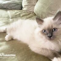 Astoria New York Seal Point Bicolor Mitted Ragdoll Kitten