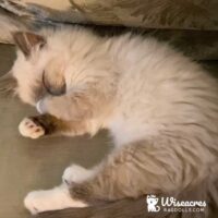 Astoria New York Seal Point Mitted Ragdoll Kitten