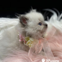 Blue Point Ragdoll Kitten For Sale