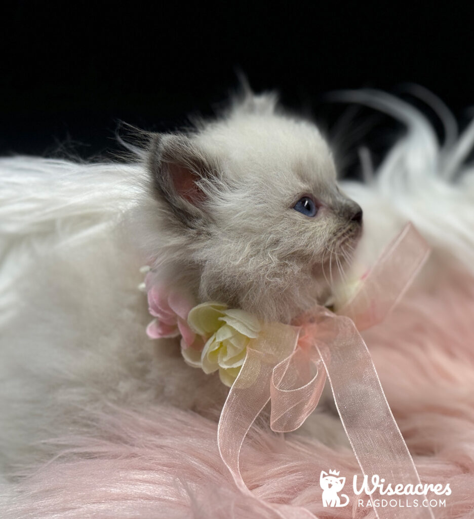 Blue Point Ragdoll Kitten For Sale