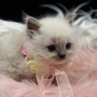 Blue Point Ragdoll Kitten For Sale