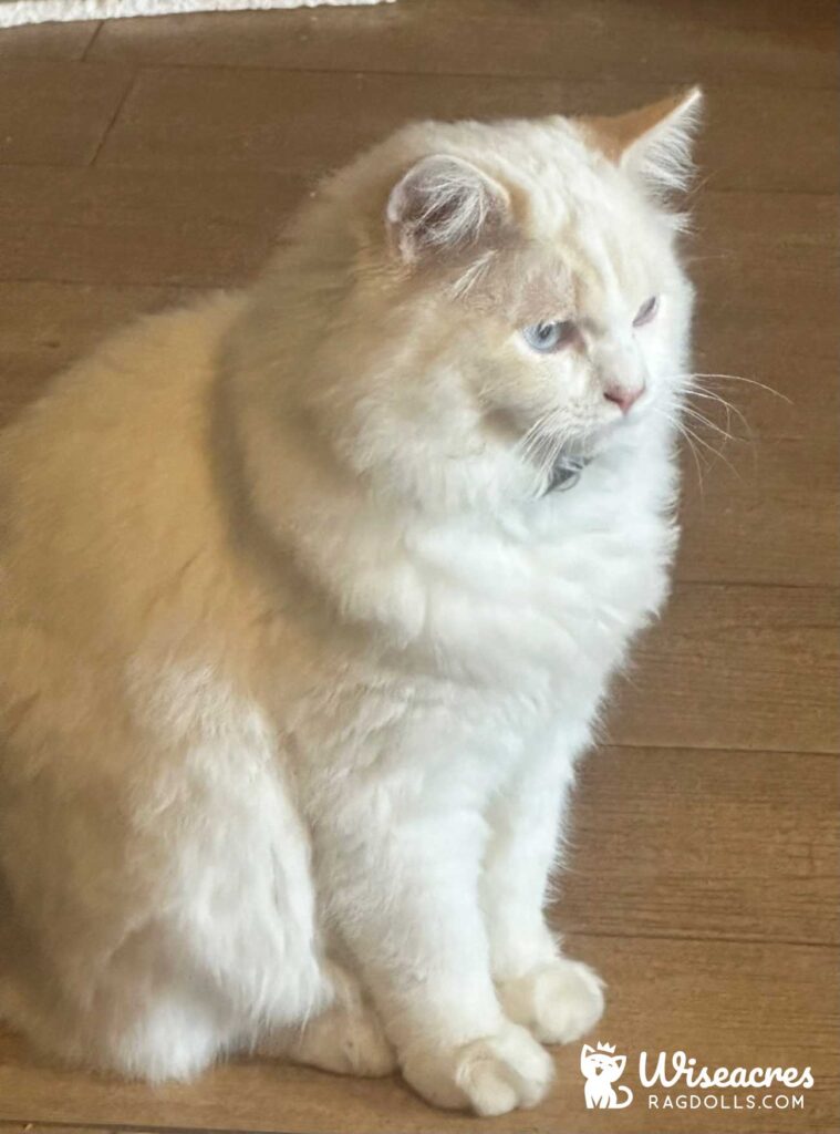 Lavarca, Arkansas Cream Point Ragdoll Kitten