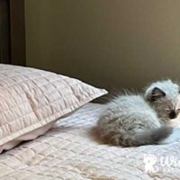 Batesville, Arkansas Seal Point Mitted Ragdoll Kitten