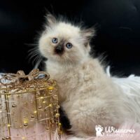 Seal Point Ragdoll Kitten For Sale