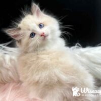 Blue Point Bicolor Ragdoll Kitten For Sale