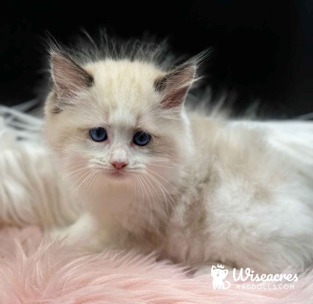 Blue Point Bicolor Ragdoll Kitten For Sale