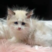 Blue Bicolor Ragdoll Kitten For Sale