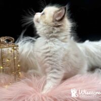 Blue Point Bicolor Ragdoll Kitten For Sale