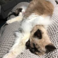 Seal Point Ragdoll Cat Ormond Beach, Florida