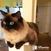 Seal Point Ragdoll Cat Ormond Beach, Florida