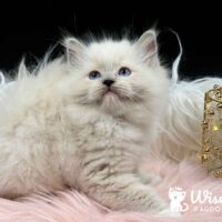 Mitted Blue Point Ragdoll Kitten For Sale