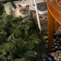 Clearwater, Florida Seal Point Mitted Ragdoll Cat