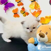 Clearwater, Florida Seal Point Mitted Ragdoll Kitten