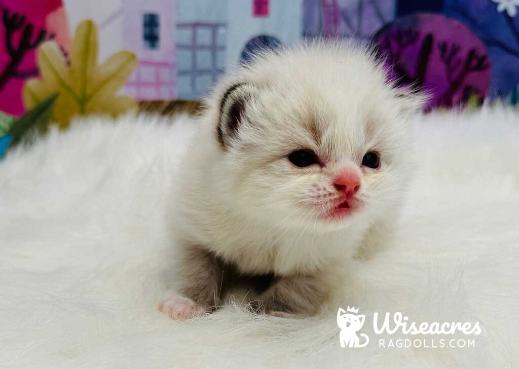 Blue Point Bicolor Mitted Ragdoll Kitten For Sale