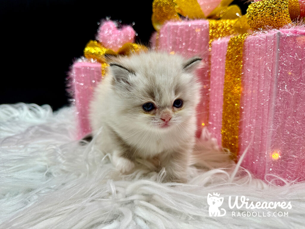 Blue Point Bicolor Mitted Ragdoll Kitten For Sale