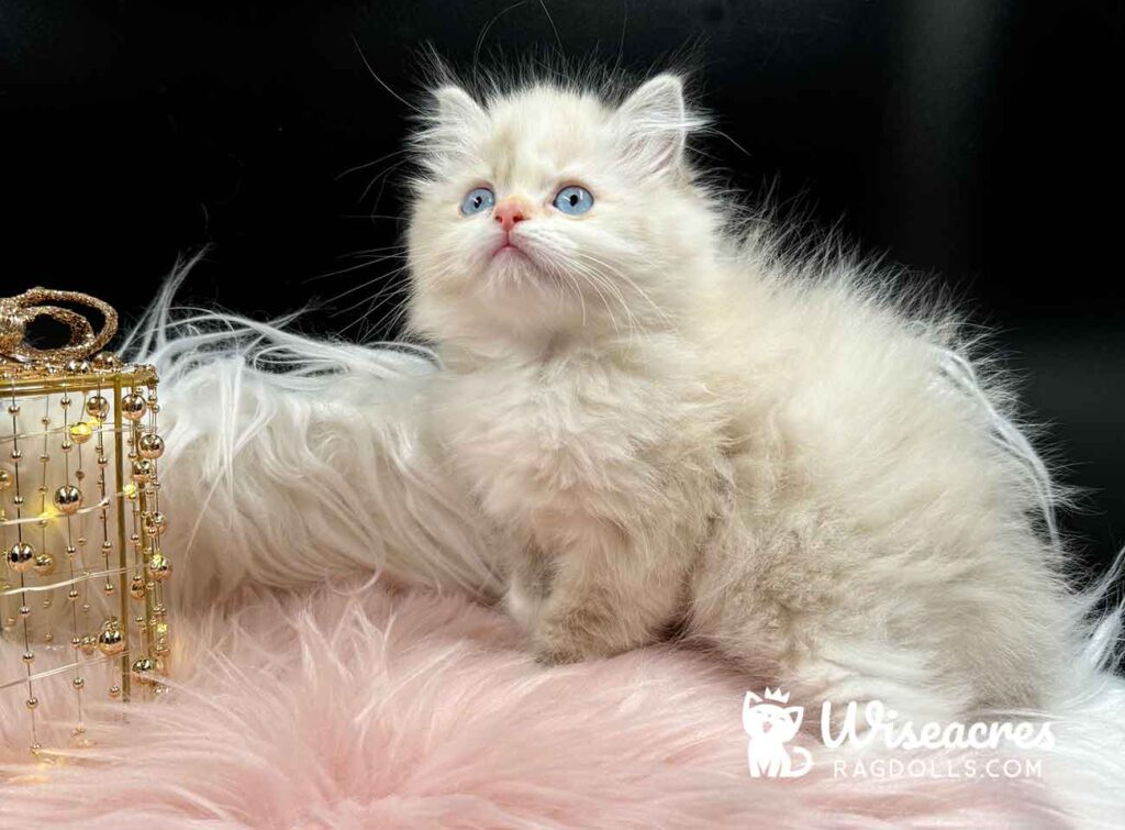 Blue Point Mitted Ragdoll Kitten For Sale