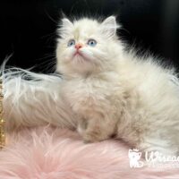 Blue Point Mitted Ragdoll Kitten For Sale