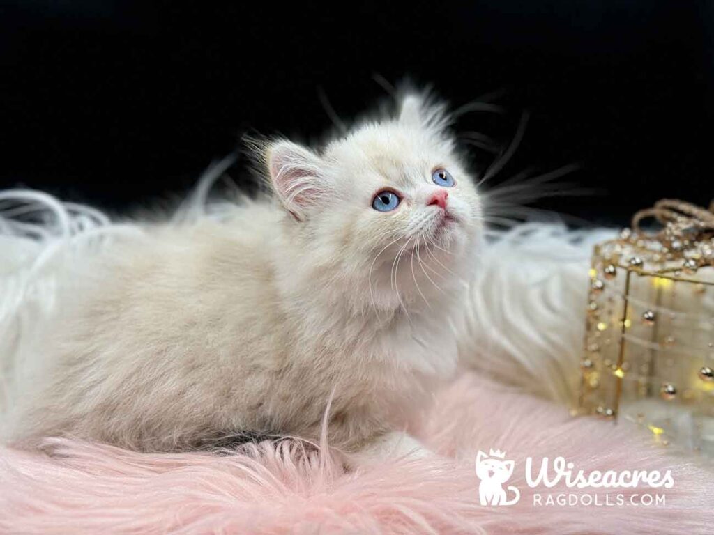 Mitted Blue Point Bicolor Ragdoll Kitten For Sale