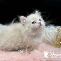 Mitted Blue Point Bicolor Ragdoll Kitten For Sale