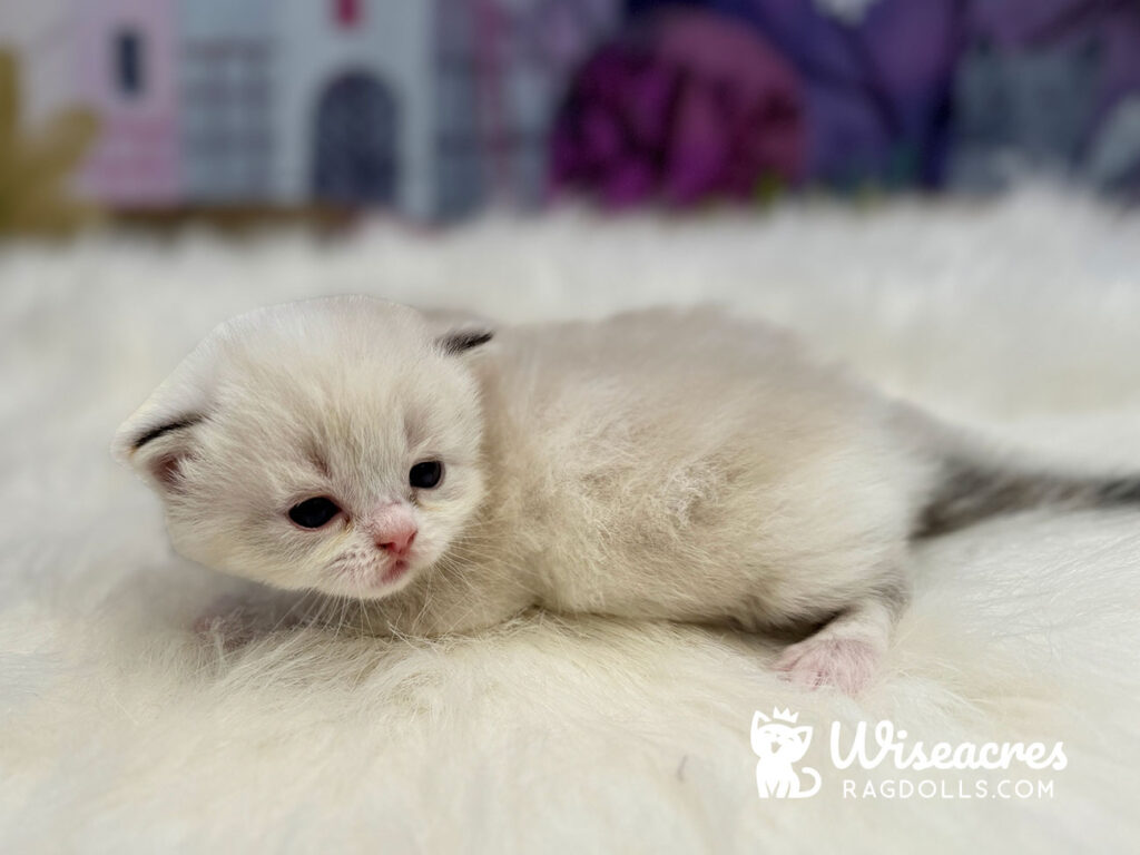 Mitted Blue Point Bicolor Ragdoll Kitten For Sale