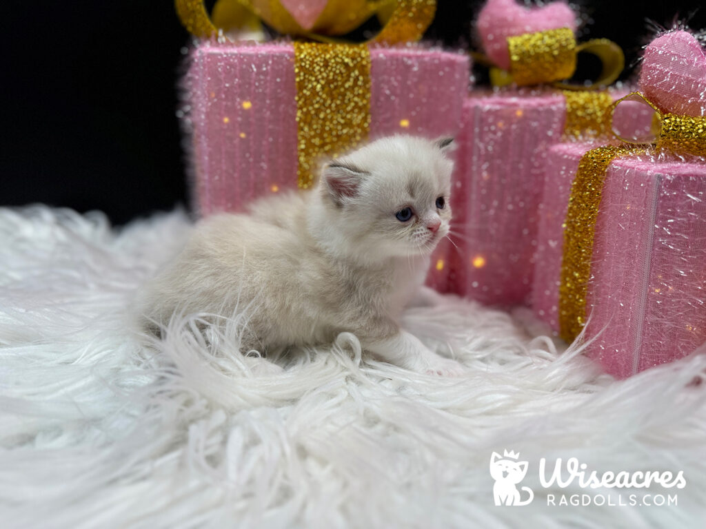 Blue Point Mitted Ragdoll Kitten For Sale