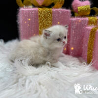 Blue Point Mitted Ragdoll Kitten For Sale